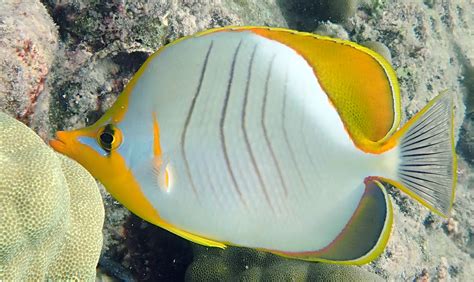 Butterflyfish Indo Pacific Coral Reef