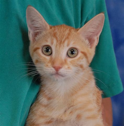 Pictures of orange tabby sisters! The Spice Kittens debut for adoption today!
