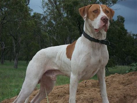 She enjoys all her furry friends and their hannah was bow wow meow's mascot and ellen's true love. Bull Arab Dog. | Australian dog breeds, Dog breeds