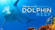Dolphin Reef Vibrant Enchanting Look Under The Sea