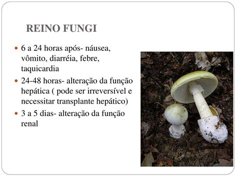 Ppt Reino Fungi Powerpoint Presentation Free Download Id6446543