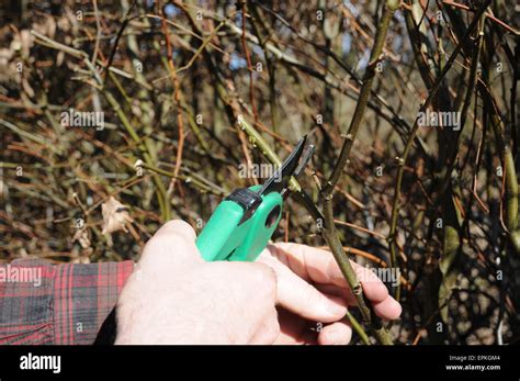 Hornbeam Hedge Pruning Stock Photo Alamy
