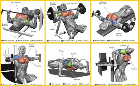 What Are The 6 Best Exercises For Quickly Building Your Chest Muscles