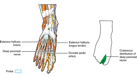 Common Peroneal Nerve