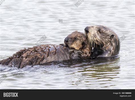 Southern Sea Otter Image And Photo Free Trial Bigstock