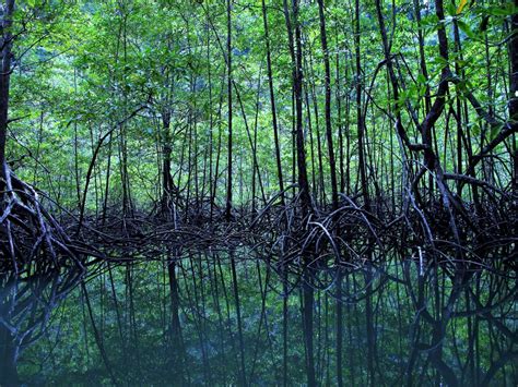Tangled Roots And Changing Tides Law At The Service Of Mangrove