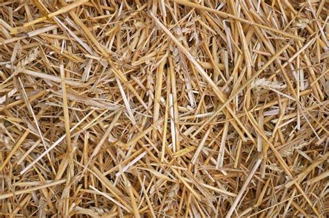 Wheat Straw Pulp Making Sustainable And Environmental