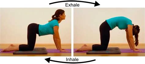 The cat and camel back stretch is a gentle exercise that stretches and strengthens the muscles that stabilize the spine, including the back extensors and abdominals. 10 exercises to relieve your back pain | nuvovivo