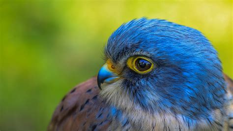 Closeup View Of Blue Peregrine Falcon In Green Background HD Birds Wallpapers | HD Wallpapers ...