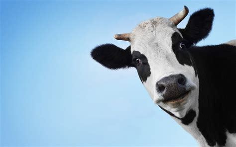 Funny Cow Wallpaper 62 Pictures