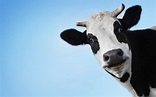Funny Cow Wallpaper (62+ pictures)