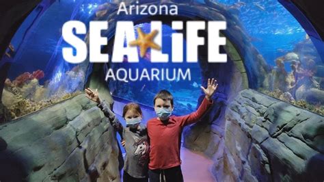 This Place Is Magical Arizona Sea Life Aquarium Full Walk Through 4k