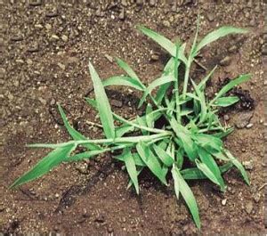 Medicine bow cd medicine bow, wy. Crabgrass - Weed Service | Tuff Turf Molebusters Lawn Care