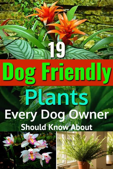This List Of Dog Friendly Plants Can Be Very Helpful If Youre A Dog