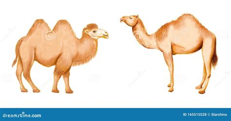 Dromedary And Bactrian Camel Vector Illustration
