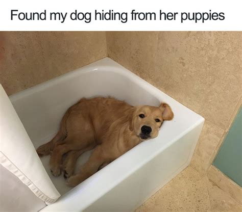 30 Funny Dog Memes To Make You Howl With Laughter Cute Dog Memesbest Life