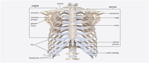 Yoga for spine mobility anatomy of the spine and rib cage yoga fashion yoga for men rib cage / from the back, the ribs angle down slightly. Anatomy Between Hip Lower Ribcage In Back : Psoas ...