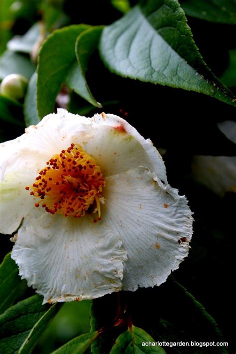Mountain Camellia Stewartia Ovata Are Rare Trees Native To The
