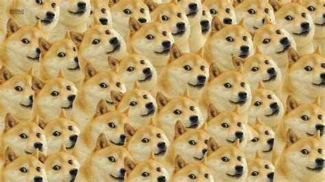 Free Download Hd Wallpaper Doge Face Memes Dog Full Frame