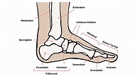 Fußanatomie: Lerne deine Füße kennen! – GetSteps