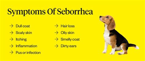 Seborrhea In Dogs Symptoms Causes Treatment And Faqs Petmd Chegospl