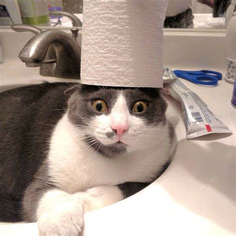 Put A Toilet Paper Roll On Top Of My Cat Dutchs Head And He Stayed