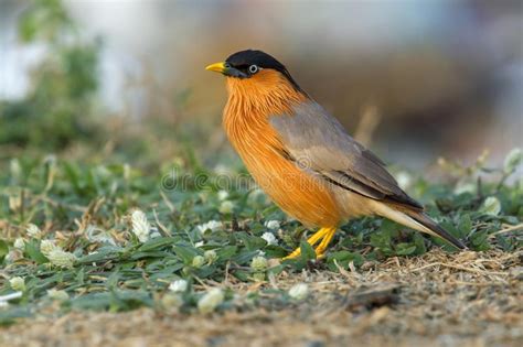 Bird Brahminy Starling 01 Stock Photo Image Of Nature Leamphakbia