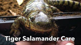 Everything You Need To Know About Tiger Salamander Care Doovi