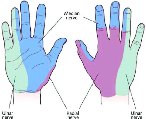 Anatomy Of The Median Ulnar And Radial Nerves