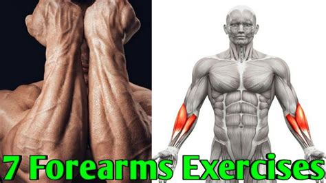 7 Best Forearms Exercises Workout Plus Youtube