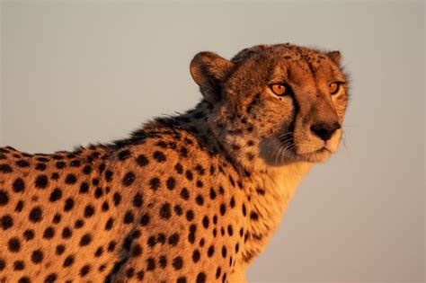 Cheetah As The Sun Sets On Savuti Marsh Art Lovers Australia