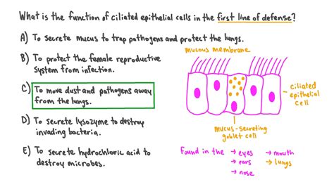 Question Video Describing The Role Of Ciliated Epithelial Cells In The