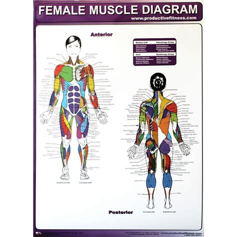 Anatomy posters and anatomy charts. Productive Fitness Exercise Poster Series - Muscle ...