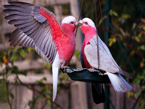 Galah Australian The Pink Bird Interesting Facts And Other