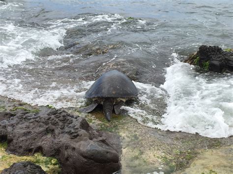 Day 5 Behold The Green Turtles Of Oahu JONATHAN TURLEY