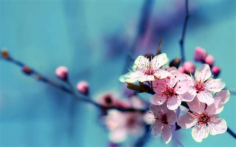 Cherry Blossoms Flowers Wallpapers Top Free Cherry Blossoms Flowers Backgrounds Wallpaperaccess