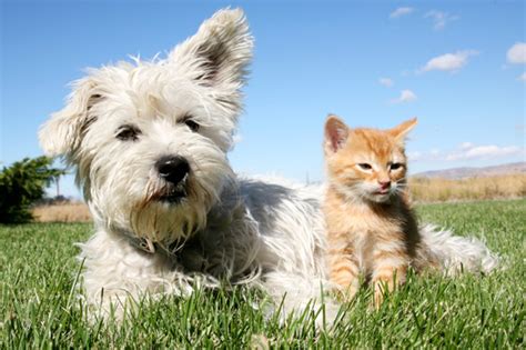 Cats And Dogs Not Getting Along 5 Tips To Help Your Pets Get Along