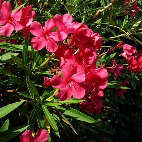 Nerium Oleander Jannoch Vente Laurier Rose Rouge