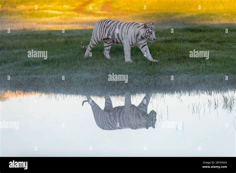 Asian Bengal Tiger Panthera Tigris Tigris White Tiger Adult