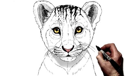 How To Draw A Lion Cub Step By Step Youtube