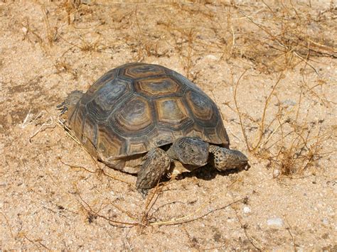 How To Find A Desert Tortoise Robert Medeiros Torta Nuziale