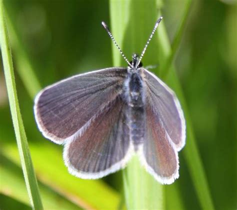 Small Blue Butterfly Cupido Minimus Identification Guide