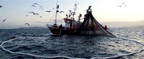 La Pesca Ilegal En México Corresponde A Un 60 De La Producción