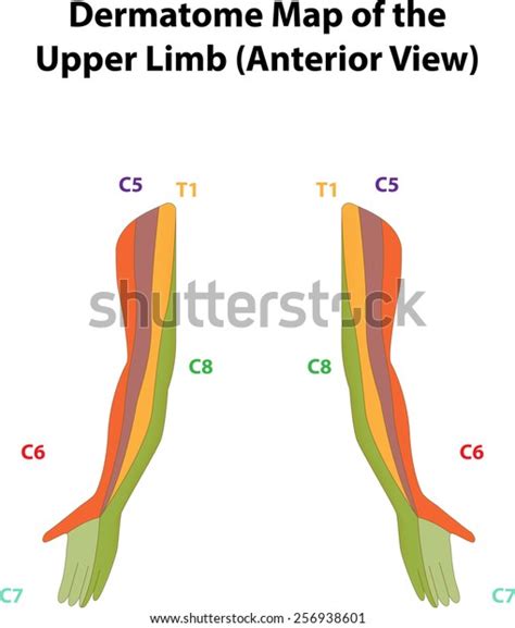Dermatome Map Upper Limb Anterior View Stock Illustration The Best Porn Website
