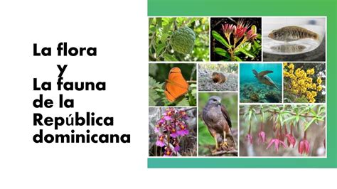 la flora y la fauna de la república dominicana by michel pérez issuu