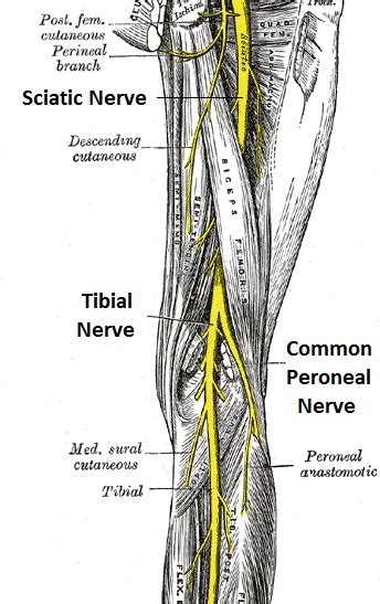 Gain, not the most accurate reference but i tried. Leg muscles and ligaments diagram | Nerve anatomy, Anatomy ...