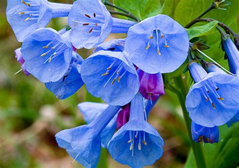 Virginia Bluebells At Great Falls National Park Beautiful Flower