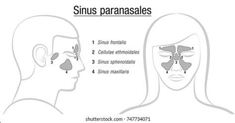 Sinuses Latin Names Profile Male Front Stock Vector Royalty Free