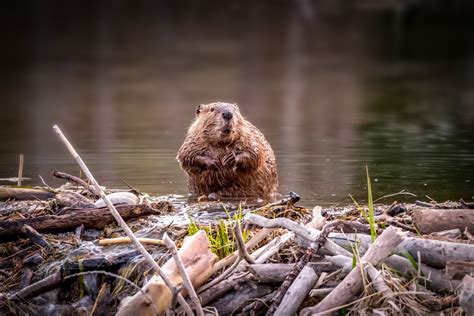Beaver Dams Buffer Rivers Against Climate Extremes Stanford News