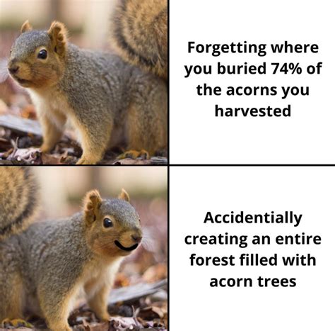 I Love Squirrel Memes Rsquirrels